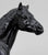 Quarter Horse Stallion, Black Appaloosa - Export and Mail Order SR - Rare!