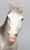 Clydesdale Mare, Dapple Grey - 1987 Mail Order Special Run