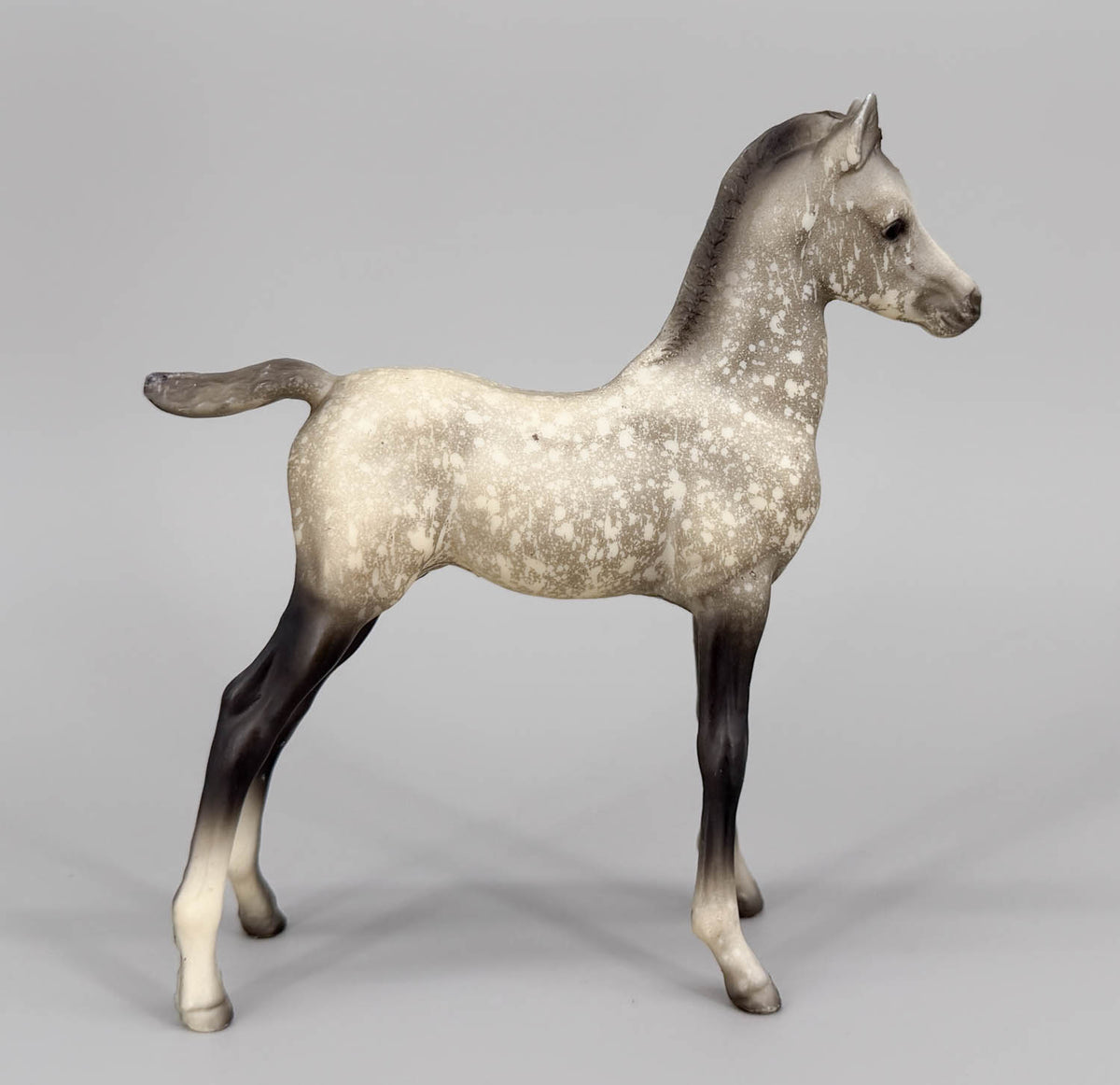 Proud Arabian Foal, Dapple Grey - Matte