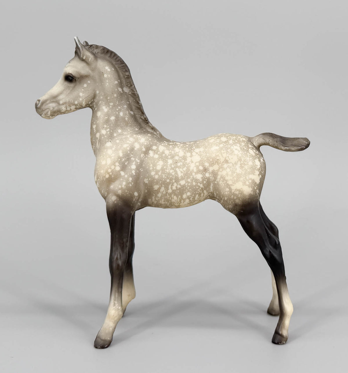 Proud Arabian Foal, Dapple Grey - Matte