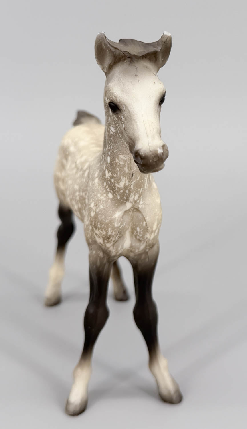 Proud Arabian Foal, Dapple Grey - Matte