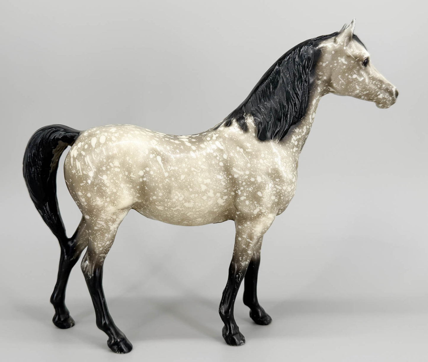 Proud Arabian Mare, Black-Point Dapple Grey