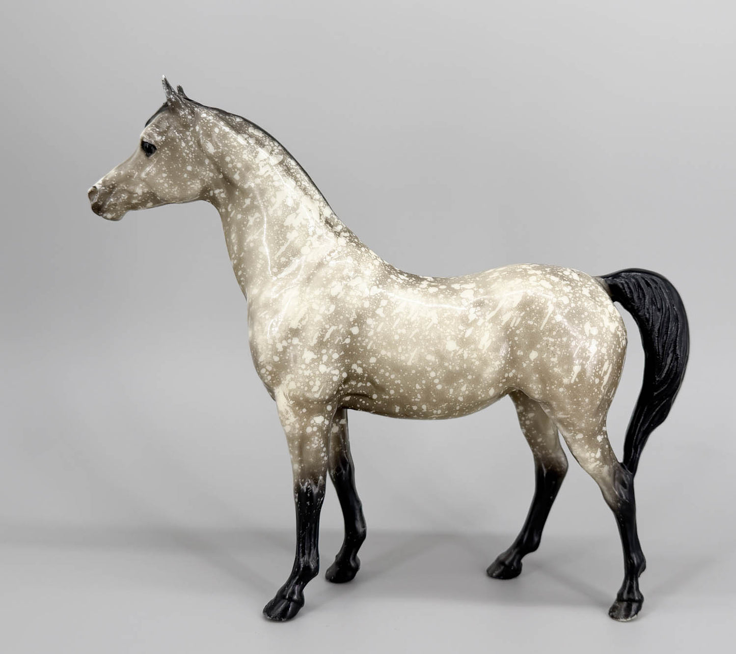 Proud Arabian Mare, Black-Point Dapple Grey