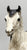 Proud Arabian Mare, Black-Point Dapple Grey