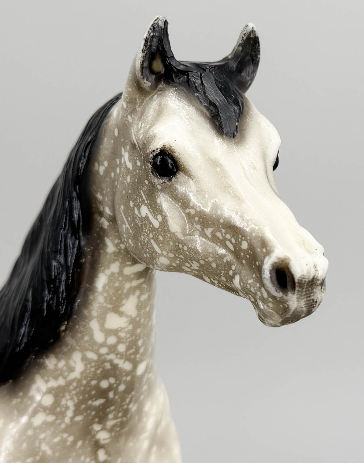 Proud Arabian Mare, Black-Point Dapple Grey
