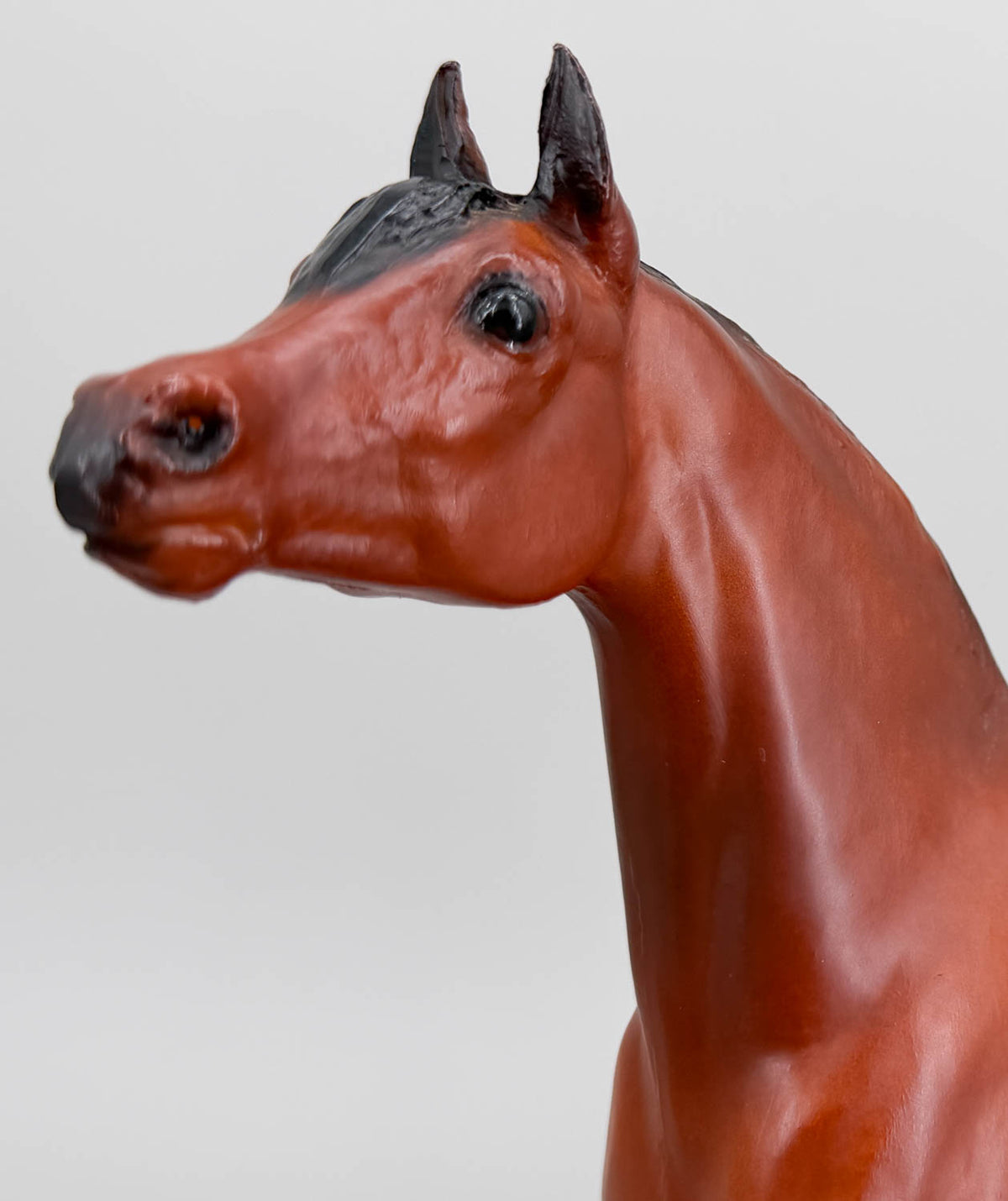 Proud Arabian Stallion, Bay - JC Penney SR