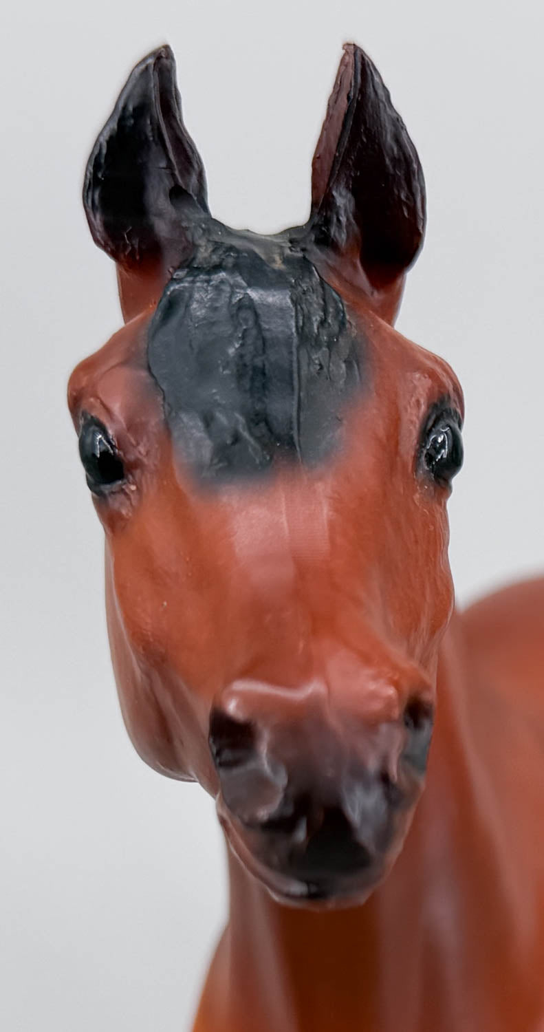 Proud Arabian Stallion, Bay - JC Penney SR