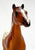 Standing Stock Horse Foal, Pintaloosa - Treasure Hunt Prize