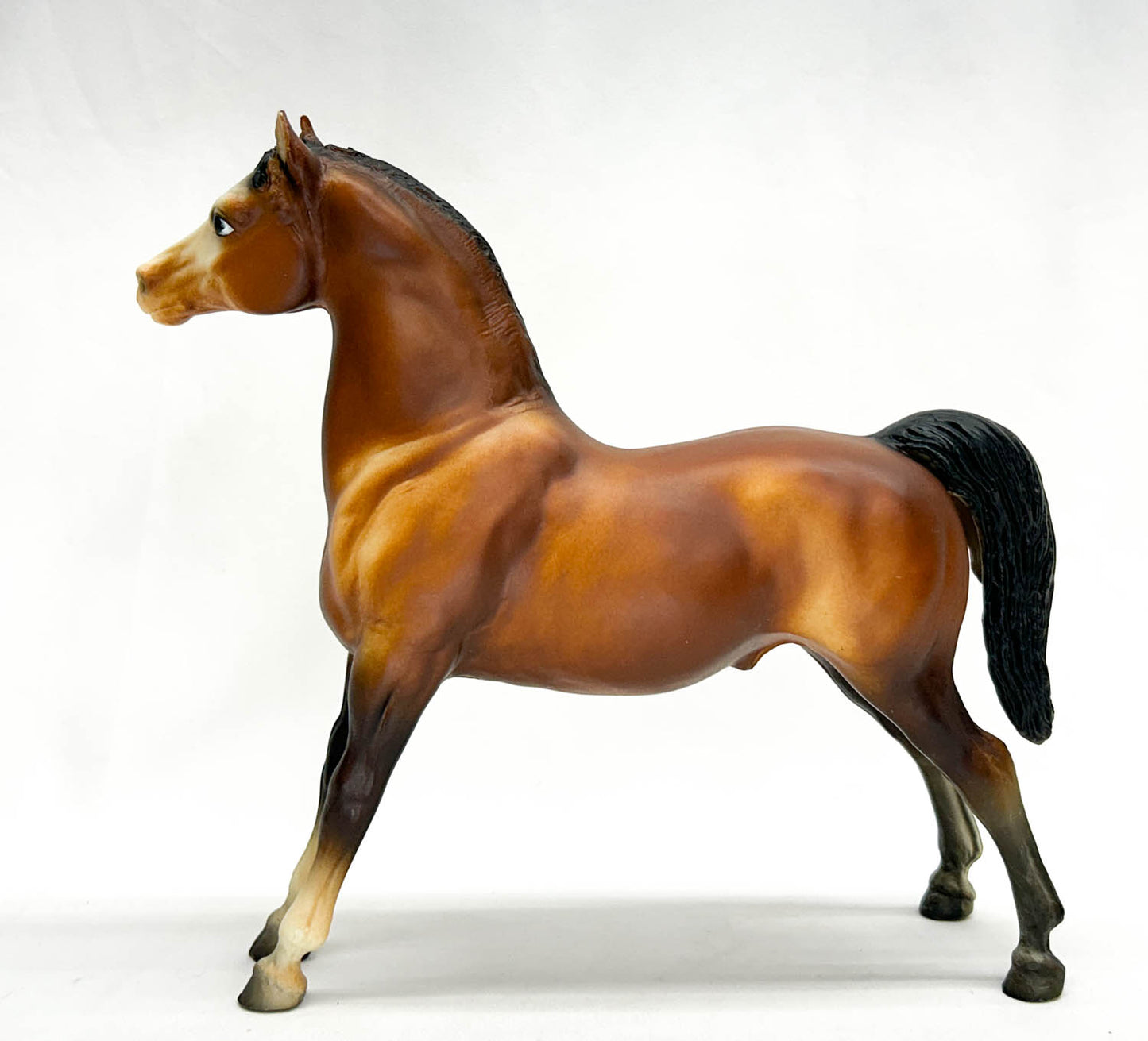 Stretch Morgan, Bay with Eye Whites