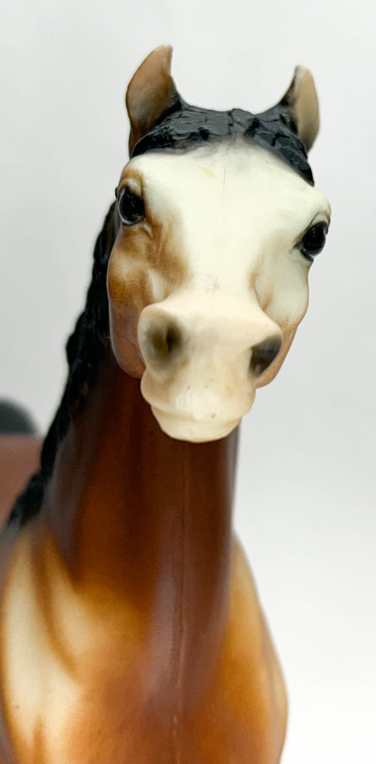 Stretch Morgan, Bay with Eye Whites