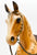 Western Horse, Palomino - Early Basecoat Chalky