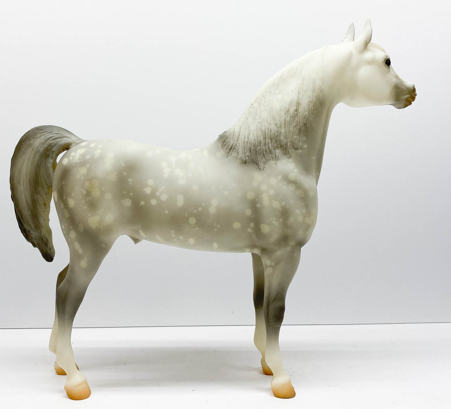 Proud Arabian Stallion, Light Dapple Grey