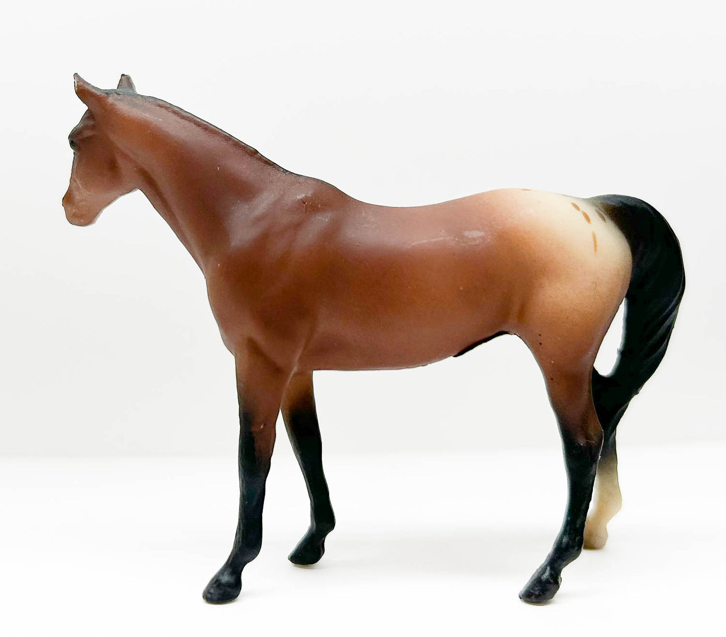 Citation ~ Bay Appaloosa - JC Penney SR