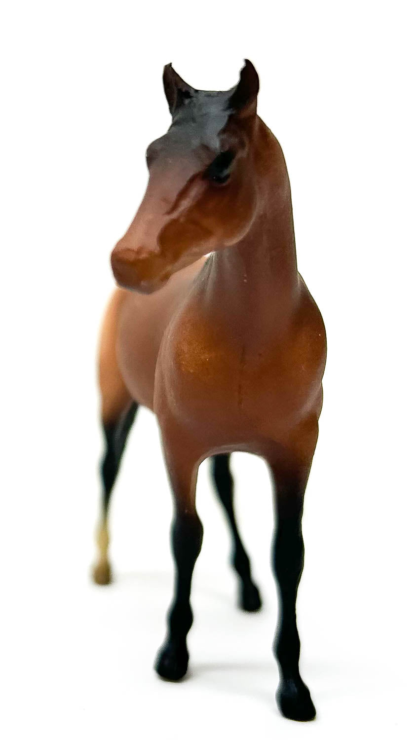 Citation ~ Bay Appaloosa - JC Penney SR