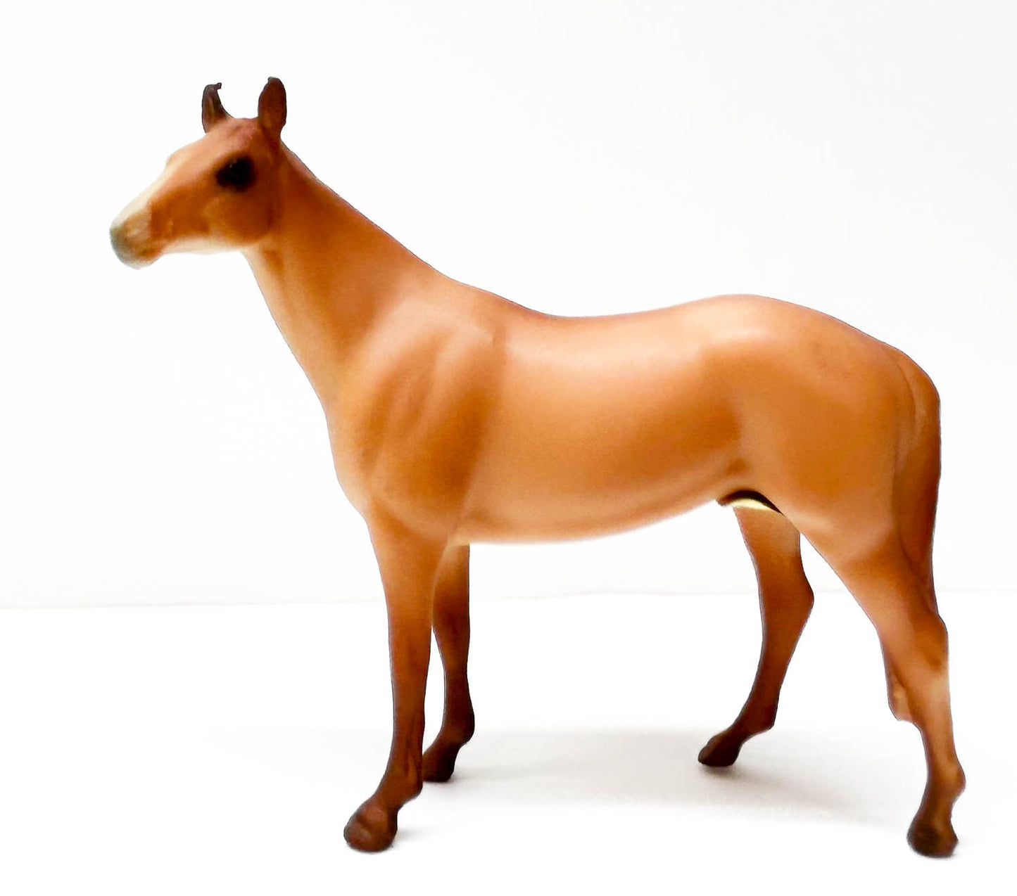 Native Dancer, Chestnut - JC Penney SR