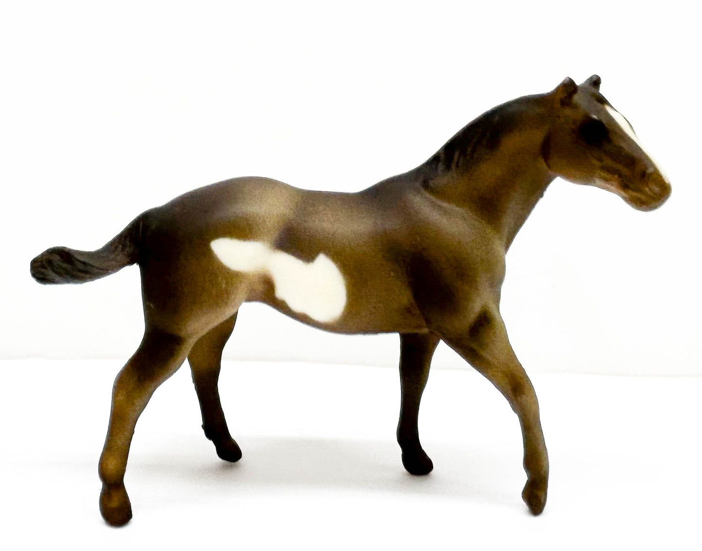 Quarter Horse Stallion, Grulla Pinto