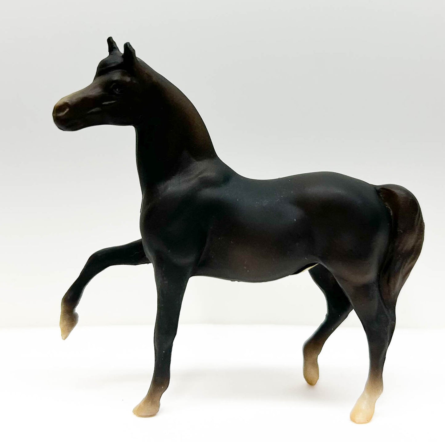 Morgan Mare, Black Liver Chestnut - JC Penney SR