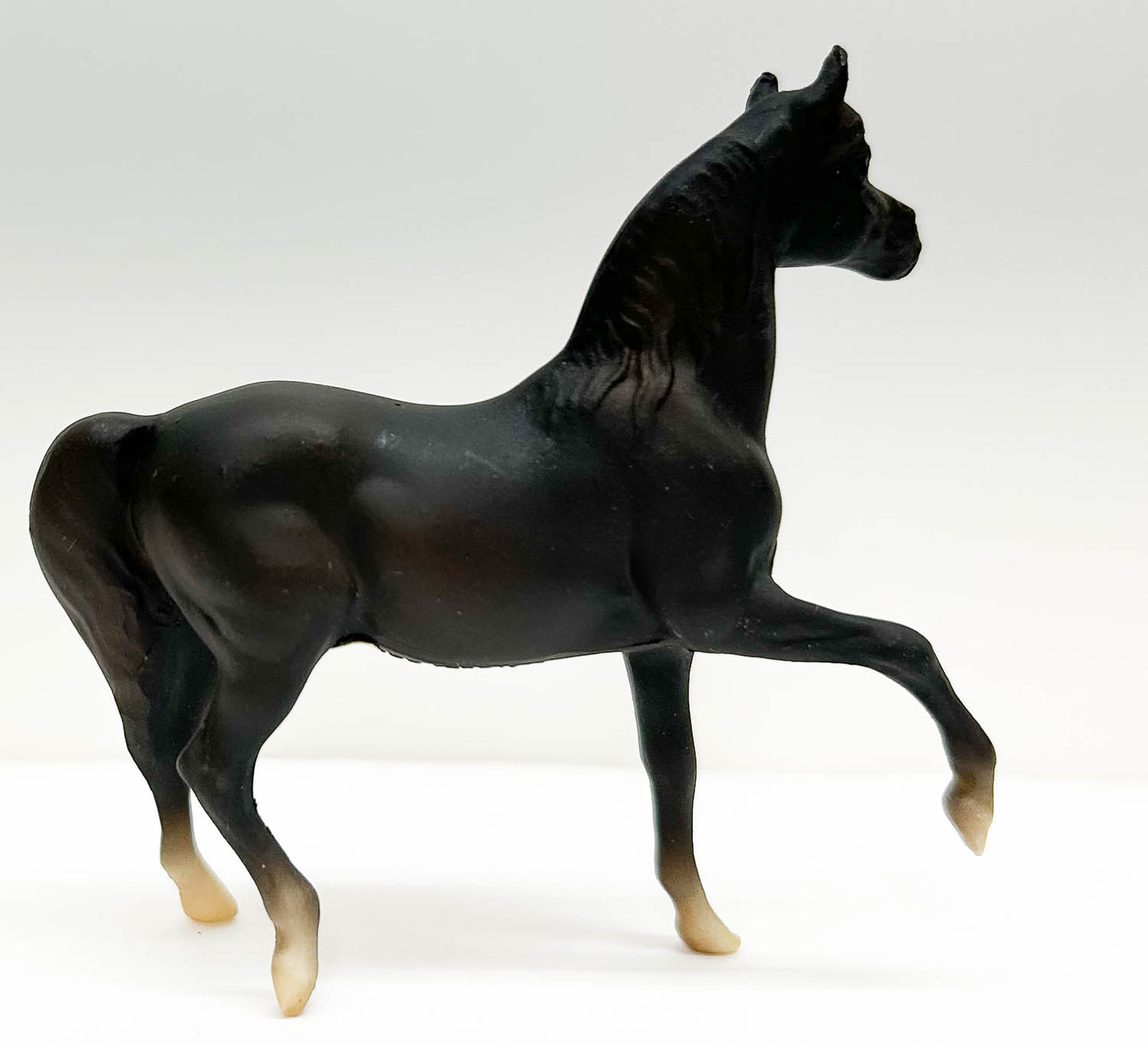 Morgan Mare, Black Liver Chestnut - JC Penney SR