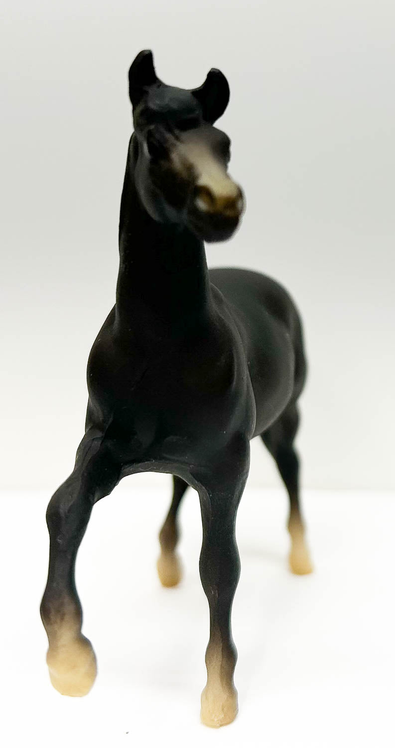 Morgan Mare, Black Liver Chestnut - JC Penney SR