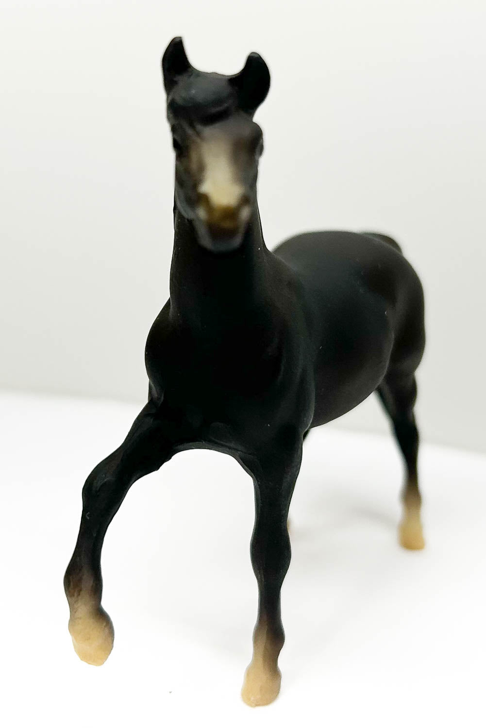 Morgan Mare, Black Liver Chestnut - JC Penney SR