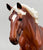 Andalusian Mare ~ Celeste - Collectors Club Special Run