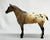 Appaloosa Performance Horse ~ Foundation Appaloosa