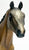 Appaloosa Performance Horse ~ Foundation Appaloosa