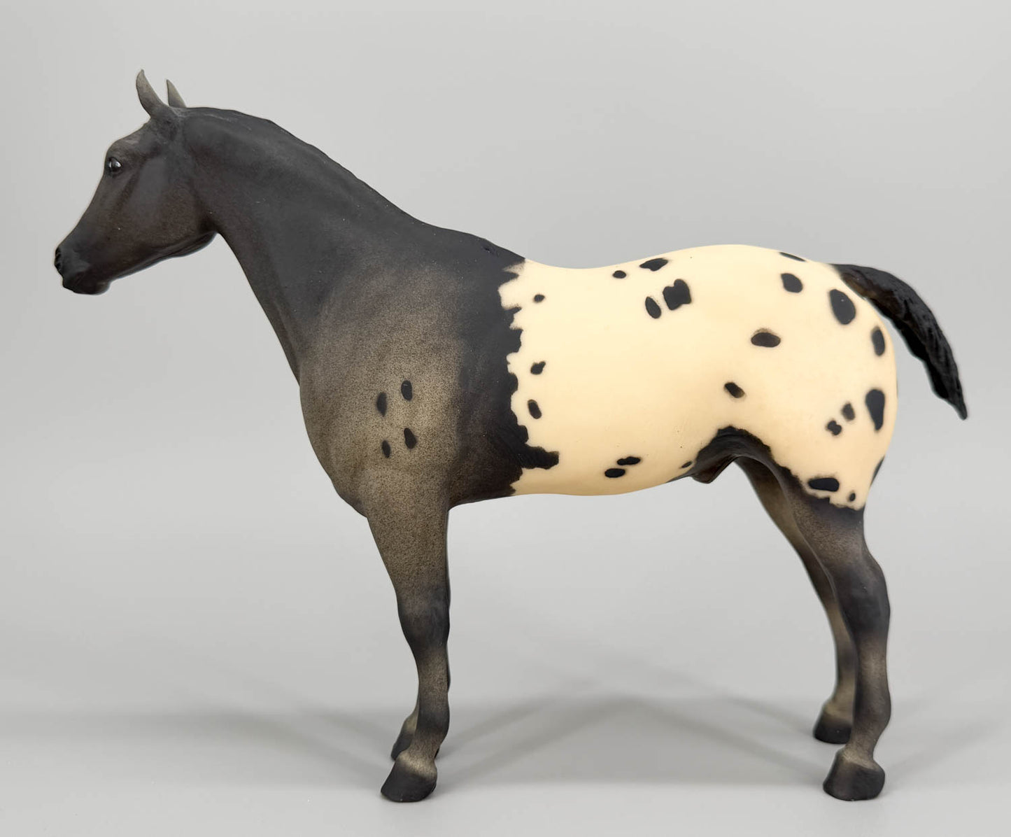 Appaloosa Performance Horse ~ Chief of Fourmile