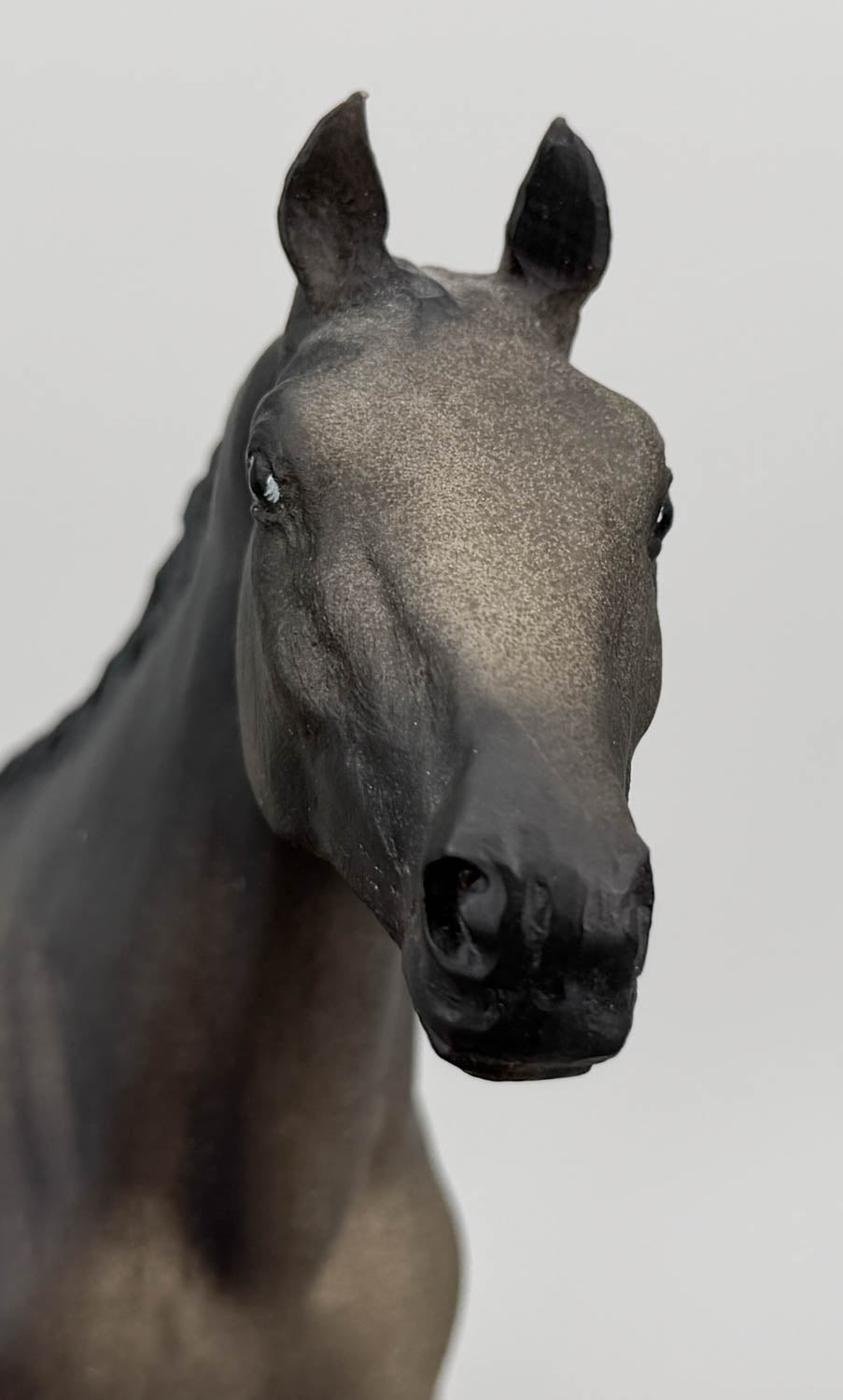 Appaloosa Performance Horse ~ Chief of Fourmile