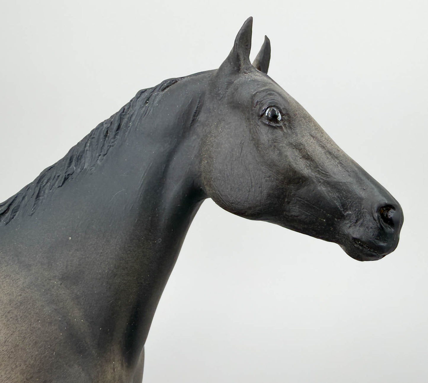Appaloosa Performance Horse ~ Chief of Fourmile