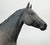 Appaloosa Performance Horse ~ Chief of Fourmile
