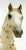 Action Stock Horse Foal, Chestnut Leopard Appaloosa