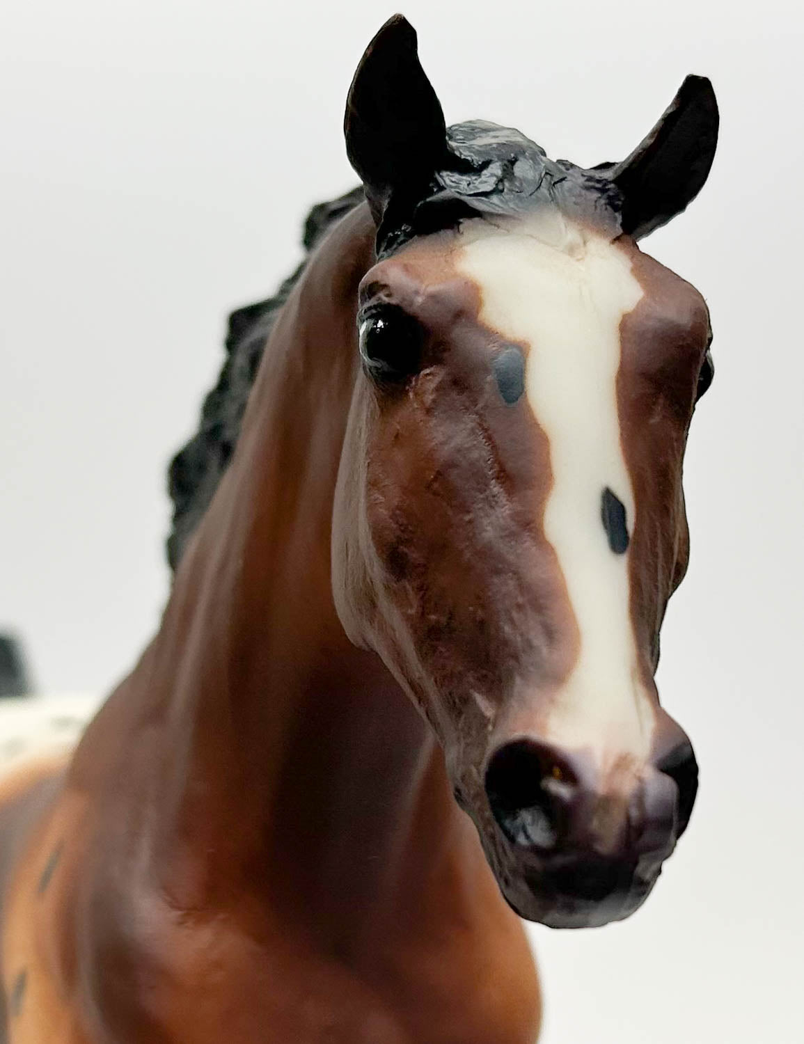 Black Beauty ~ Sir Wrangler