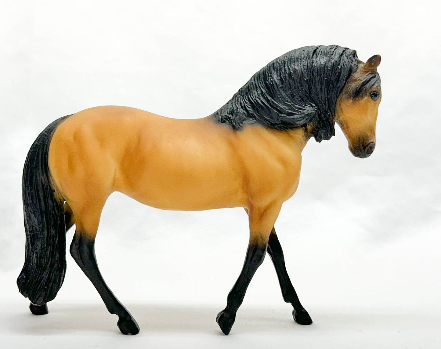 Andalusian Mare ~ Lusitano, Buckskin