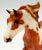 Andalusian Stallion ~ Hidalgo - Blockbuster SR