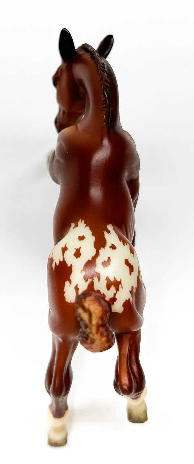 American Quarter Horse Foal, Chestnut Appaloosa