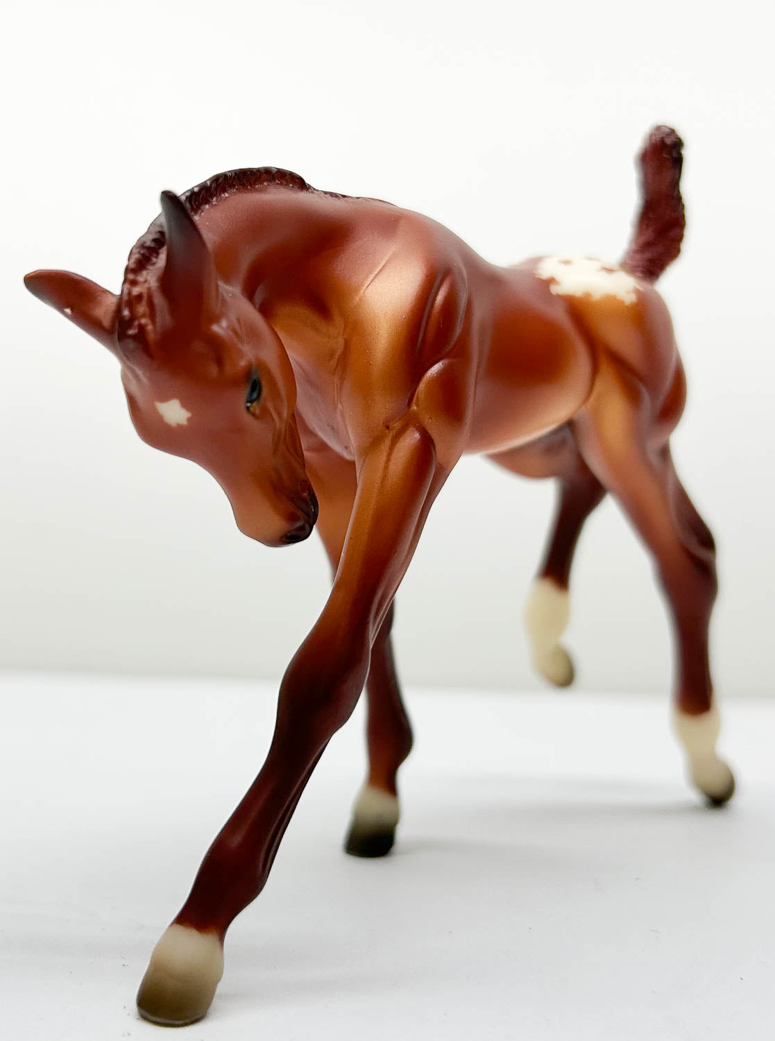 American Quarter Horse Foal, Chestnut Appaloosa