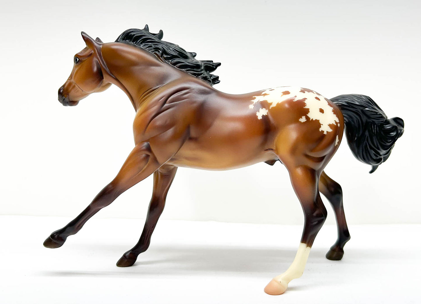 American Quarter Horse Stallion, Bay Appaloosa - Retailer SR