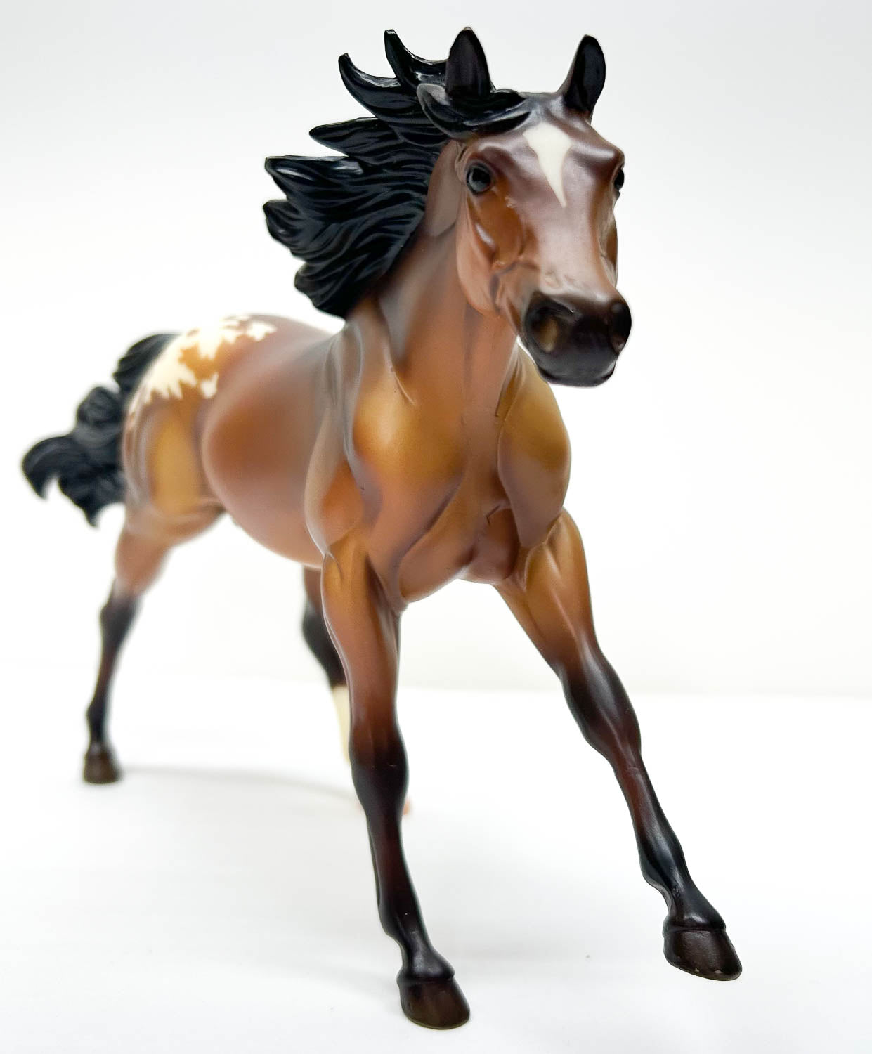American Quarter Horse Stallion, Bay Appaloosa - Retailer SR
