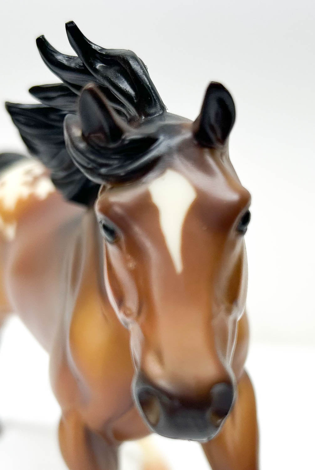 American Quarter Horse Stallion, Bay Appaloosa - Retailer SR