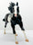 American Quarter Horse Stallion ~ Rocky Road - 2006 Fun Days SR