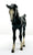Arabian Foal, Black