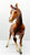 Arabian Mare, Chestnut