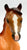Arabian Mare, Red Roan from Arabian Mare with Foal Set