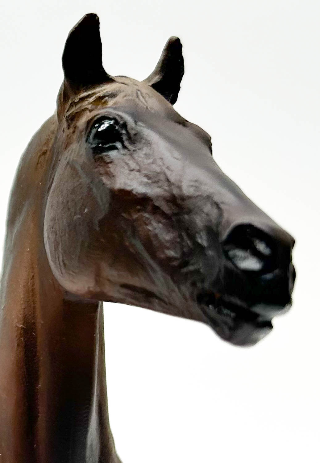 Black Beauty ~ Dakota - America's Wild Mustangs