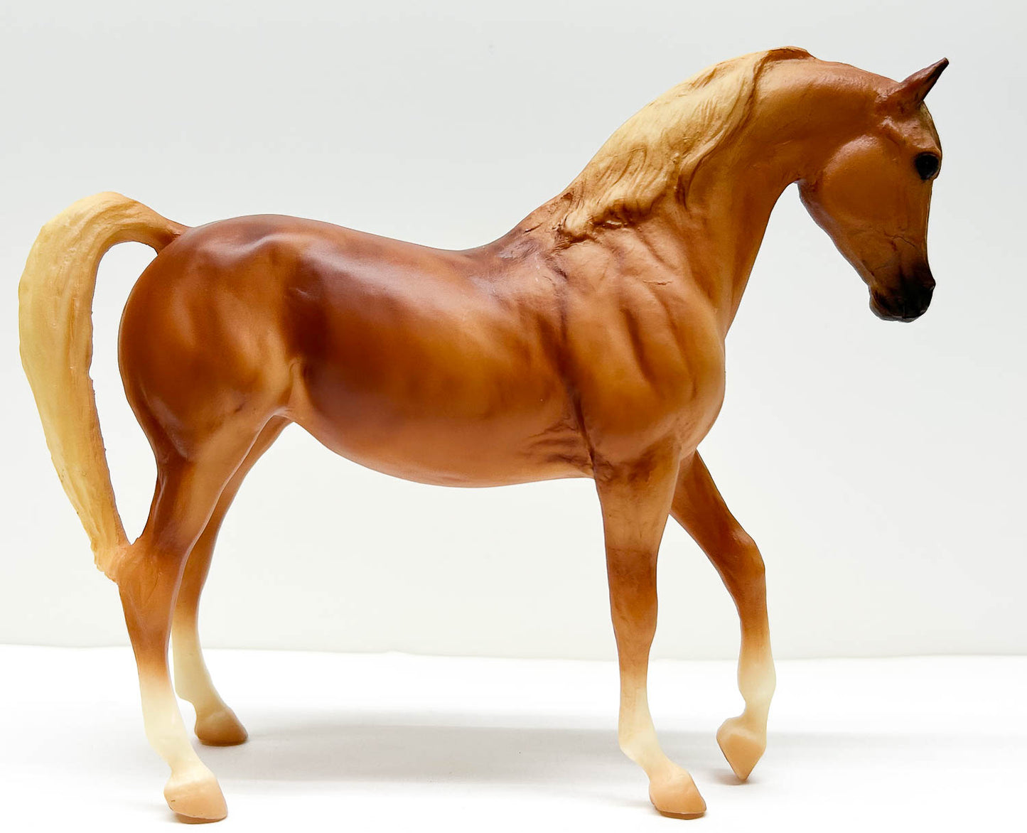 Johar ~ Lusitano, Golden Chestnut