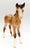 Mustang Foal ~ Sundance - Walmart SR