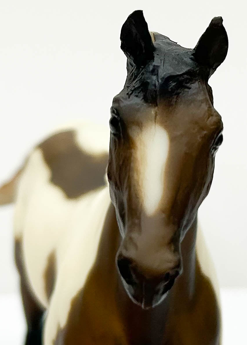 Ruffian ~ Patches - B-Ranch Series, w/ Rosette