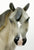 Show Stock Horse ~ Ariat - Ariat SR