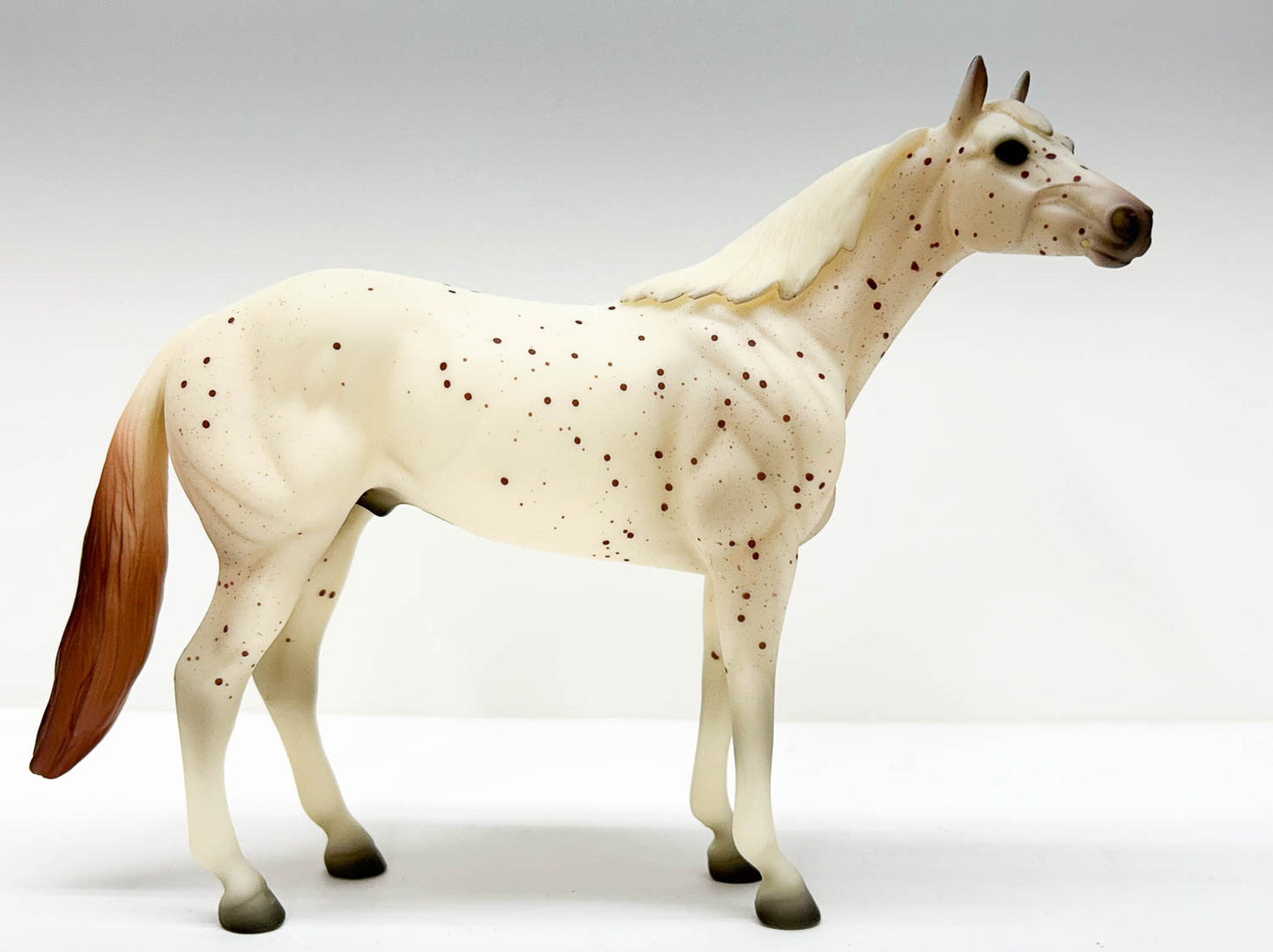 Show Stock Horse, Chestnut Leopard Appaloosa from Prince Plaudit Family